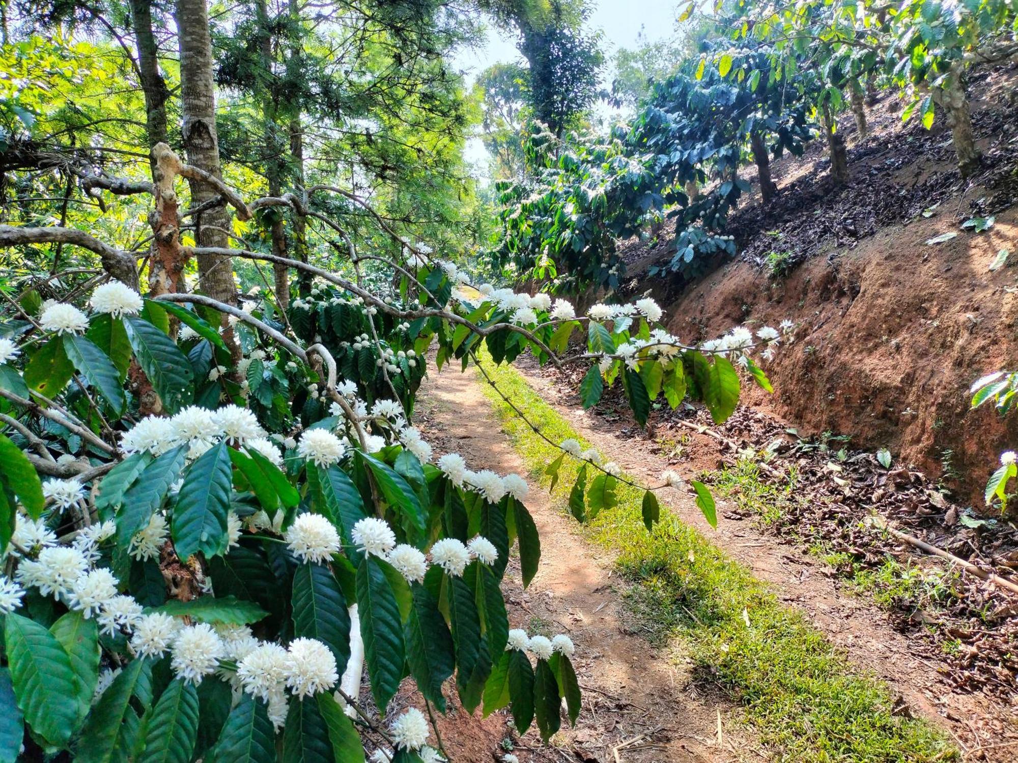 Sambrama Wood House Villa Madikeri Dış mekan fotoğraf